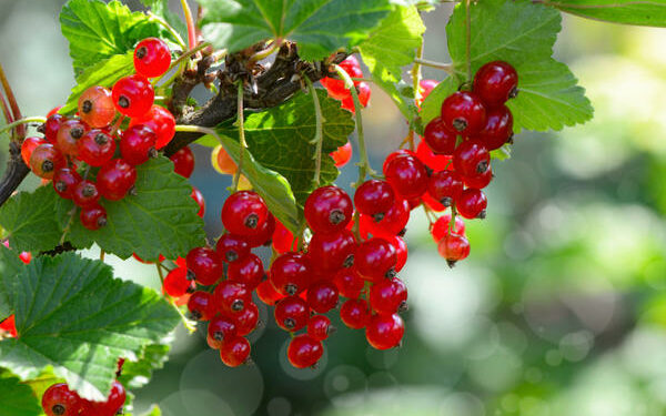 28-июнга карата өлкөдө күтүлгөн аба ырайы