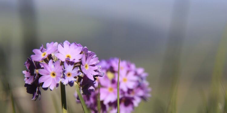 13-июнга карата өлкөдө күтүлгөн аба ырайы