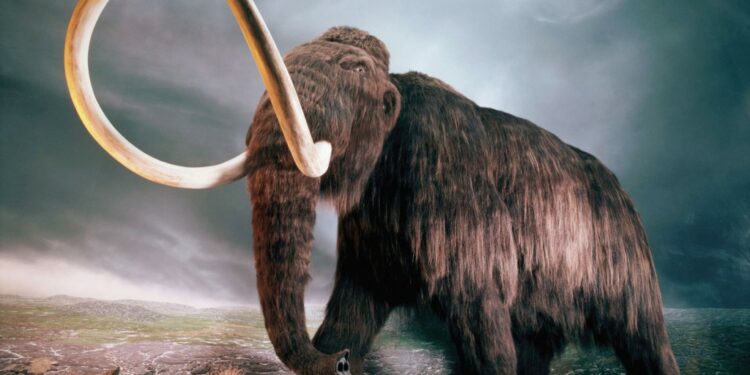 Жыргалаңда мамонттун сөөгү табылды