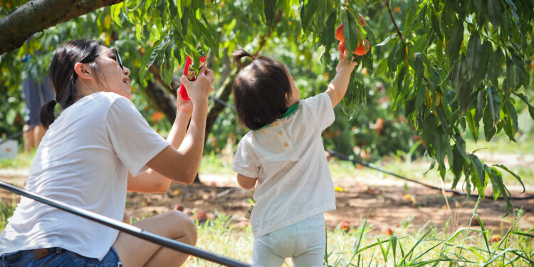 25-июнга карата өлкөдө күтүлгөн аба ырайы