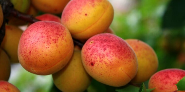 Депутат Калпаев: «Баткенге өрүктү кайра иштетүүчү завод куруу керек»