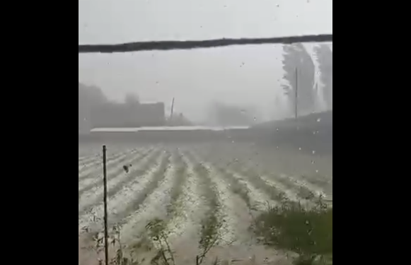 Таласта мөндүр жаап, 50 гектар эгин-талаа зыянга учурады (видео)