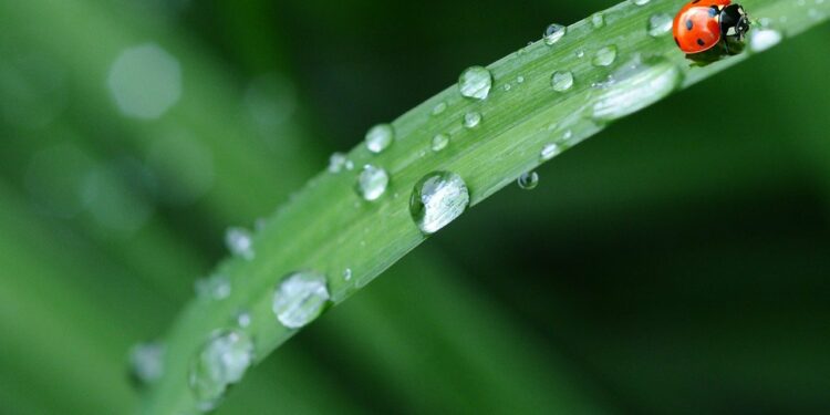 Шашылыш билдирүү: 13-17-июль күндөрү сел жүрүшү мүмкүн