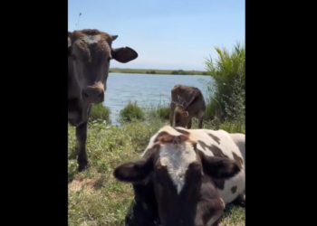 Чыгымын актабаган уйду эмне кылуу керек? Министрликтен сунуш