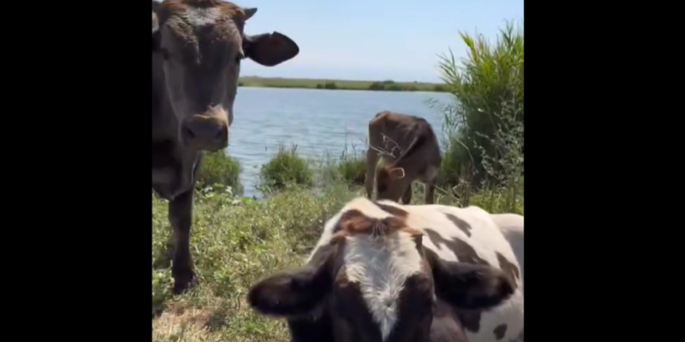 Чыгымын актабаган уйду эмне кылуу керек? Министрликтен сунуш