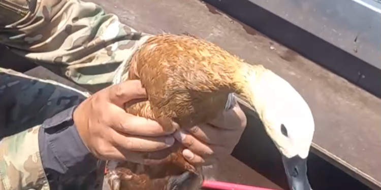 Соң-Көлгө мыйзамсыз салынган торлорго өрдөк, балыктар түшүп калган (видео)