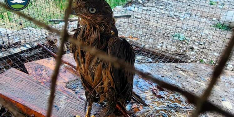 Жалал-Абадда жаран жырткыч канаттууну капаста багып жаткан (сүрөт)