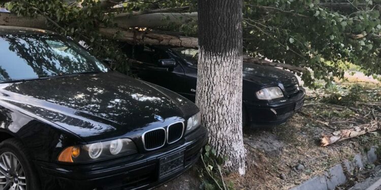 Бишкекте катуу шамалдан 30 бак кулады