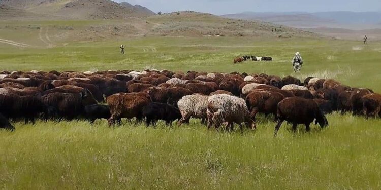 Ысык-Көлдөгү жайлоодо тоодон таш кулап, 31 кой өлдү