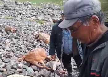 «Дагы жакшы ээси аман калды». Ысык-Көлдө чагылган түшүп, 60 кой өлдү (видео)