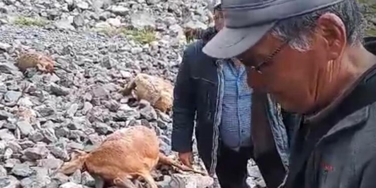 «Дагы жакшы ээси аман калды». Ысык-Көлдө чагылган түшүп, 60 кой өлдү (видео)