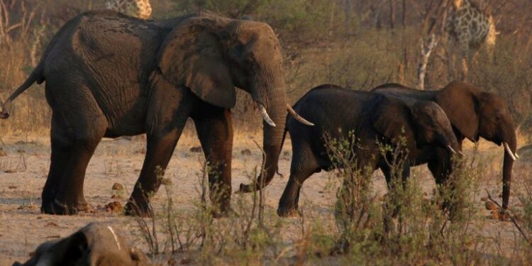 Намибияда ачарчылыктан улам 700дөн ашык жапайы жаныбарды жегенге уруксат берилди