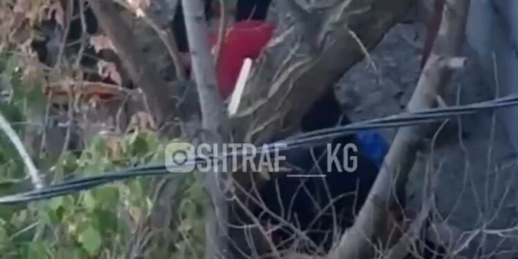 Бишкекте курулуп жаткан көп кабаттуу үйдөн кулаган жаран көз жумду (видео)