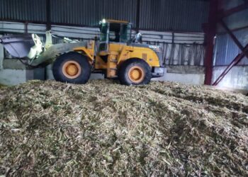 Тогуз-Торого алгачкы жолу жүгөрү майдалап чабуучу комбайн барды