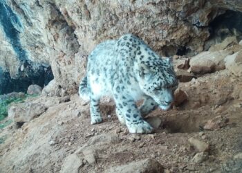 «Салкын-Төр» жаратылыш паркындагы сейрек кездешкен жаныбарлардын сүрөттөрү