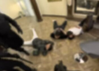 УКМК Кыргызстандын күч органдарын каралаган фейк роликтин авторлорун издеп жатат