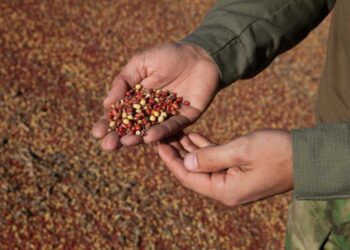 Депутат Таластын тургундары фасолдун баасына нааразы болуп жатышканын айтты