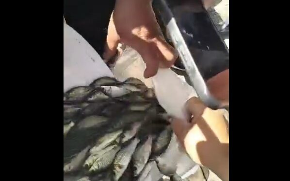 Ысык-Көлгө 1 миллиондон ашуун карп-сазан балыгынын чабактары коё берилди (видео)