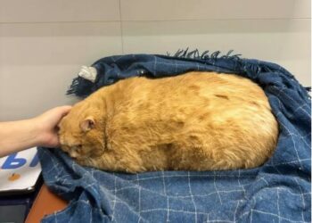 Орусияда жер төлөдө жашап семирип кеткен мышык арыктап жатат (видео)