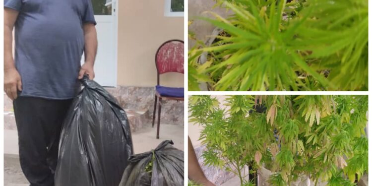 Гүлдөй эле… Баткенде жаран чакага кара куурай өстүрүүгө шектелип кармалды