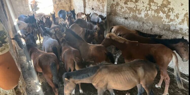 Кыргызстандан Өзбекстанга мыйзамсыз жылкы киргизүүгө аракет кылган жаран кармалды