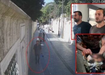 Түркияда мышыктарды өлтүргөн адам 8 жылга кесилди