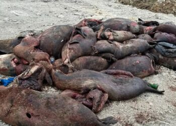 Каспий деңизинин жээгинен кырылып калган тюлендер табылды