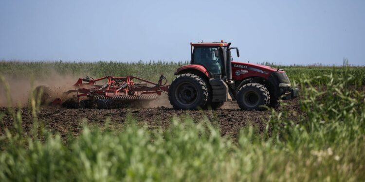 Кыргызстанда күрүчтүн айдоо аянты көбөйүүдө