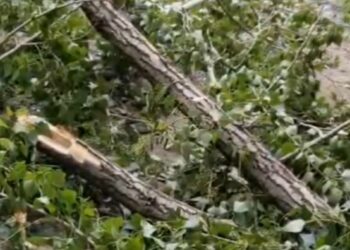 Чүйдө катуу шамалда бутак кулап, 4 жашар бала чарчап калды