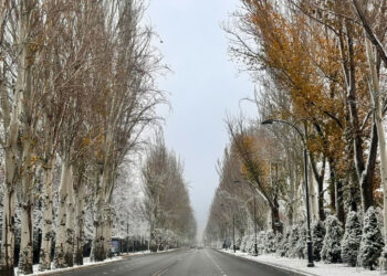 Бишкек мэри Айтматов проспектисиндеги теректер кыйыларын билдирди