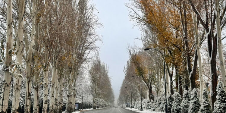 Бишкек мэри Айтматов проспектисиндеги теректер кыйыларын билдирди