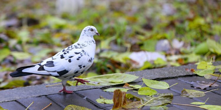 Оштогу күз. Көз жоосун алган сүрөттөр