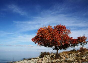 Ысык-Көлдө таңга жуук жер титиреди