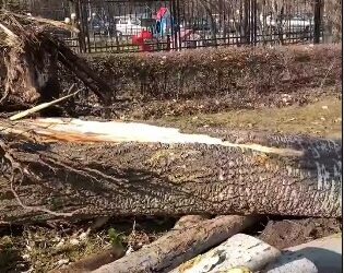 Чыңгыз Айтматов проспектисиндеги теректер кыйыла баштады