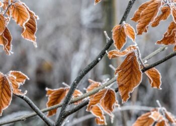 13-14-ноябрь күндөрү суук болушу күтүлүп жатат