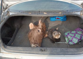 Аксыда уурдалган 10 баш малды союп, колбаса чыгарган цехке өткөргөн шектүүлөр кармалды