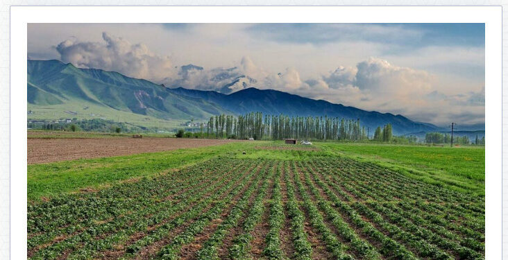 Кара-Кулжада 25 миллион сомдук жер тилкеси мамлекетке кайтарылды