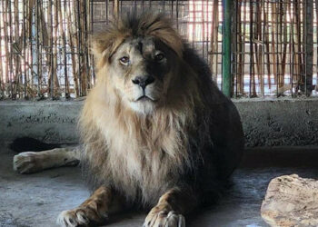 Өзбекстанда зоопарктан качкан үч арстан кишиге кол салып, өлтүрдү