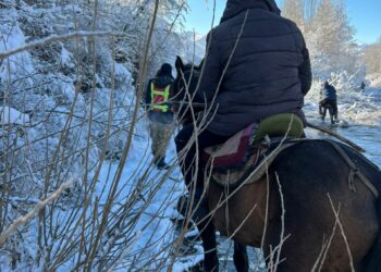 Аты келип, өзү жок… Кеминде жайлоого кетип дайынсыз болгон жаран изделүүдө
