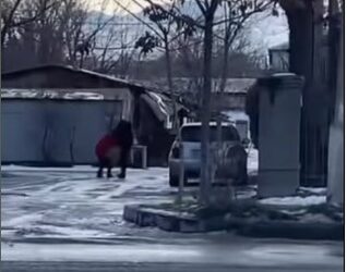 Бишкекте көчөдө аялын сабаган шектүү кармалды