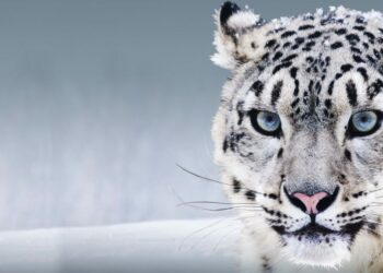 БУУ Ак илбирстин эл аралык күнүн кабыл алды