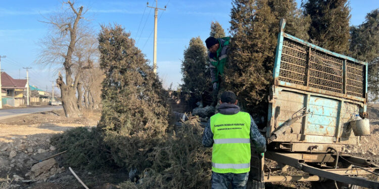 Айтматов проспектисинен көчүрүлгөн 250 арча кайсы жакка көчүрүлгөн?