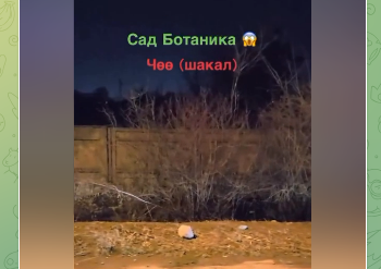 Бишкекте чөөлөр көбөйүп кеттиби? (видео)