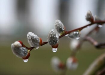 17-апрелде айрым аймактарда үшүк жүрөт