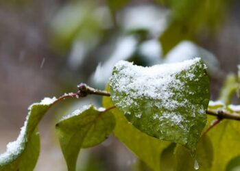 20-апрелде өлкөнүн айрым аймактарында үшүк жүрөт