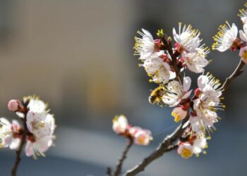 Май айынын башында кыргызстандыктар 11 күн катары менен эс алышат