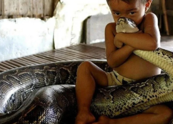 Индияда бир жаштагы бала кобраны чайнап өлтүрдү