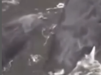 Японияда цунамиден улам киттер жээкке чыгып калган (видео)