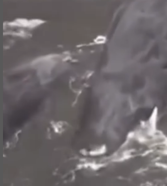 Японияда цунамиден улам киттер жээкке чыгып калган (видео)