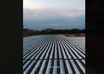 Ботаникалык бактын бир гектар жерине кулпунай отургузулган видео тарады